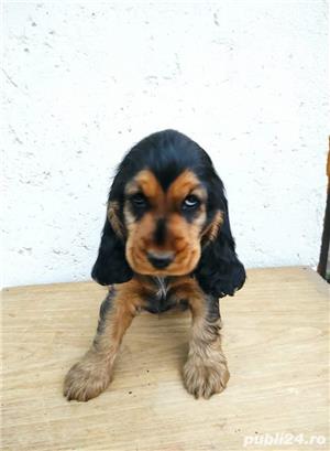 Pui cocker coker black & tan - imagine 2 Pui cocker coker black & tan - imagine 2