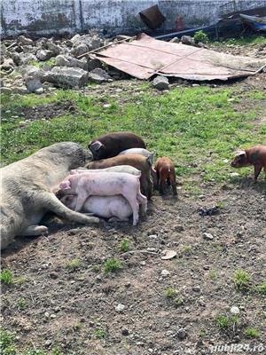 purcei  duroc    marele alb - imagine 3