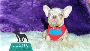 Bulldog Francez - Ellite Kennel, Lilac Merle Tan, Blue Merle Tan, Lilac Tan Isabella carrier - sale