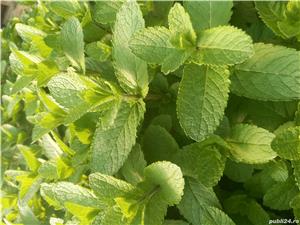 Menta proaspata de vanzare