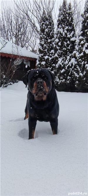 Rottweiler pentru monta - imagine 8