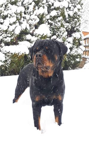 Rottweiler pentru monta - imagine 6