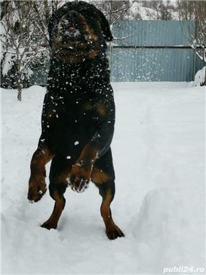 Rottweiler pentru monta - imagine 5