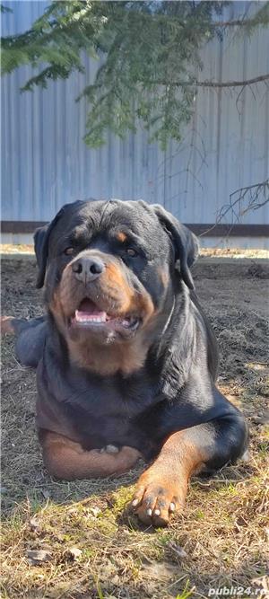 Rottweiler pentru monta