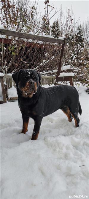 Rottweiler pentru monta - imagine 7