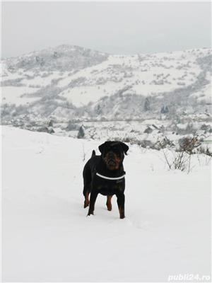 Rottweiler pentru monta - imagine 4