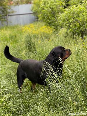 Rottweiler pentru monta - imagine 10