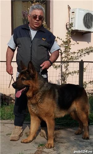 dresaj de caini - imagine 6