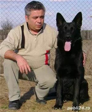dresaj de caini - imagine 2
