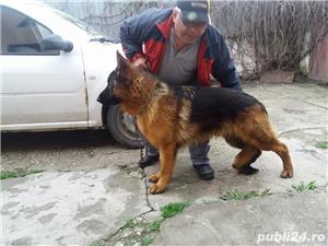 dresaj de caini - imagine 4