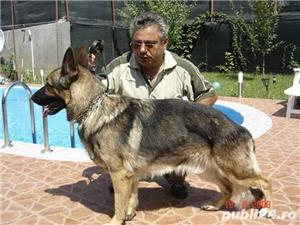 dresaj de caini - imagine 7