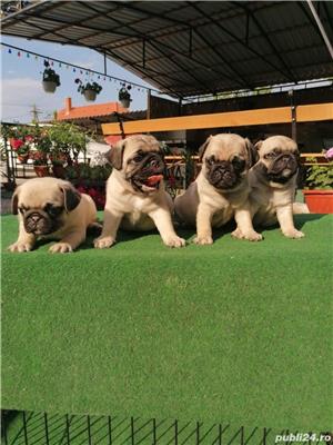 mops/pug - imagine 3