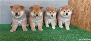 Pui de shiba inu