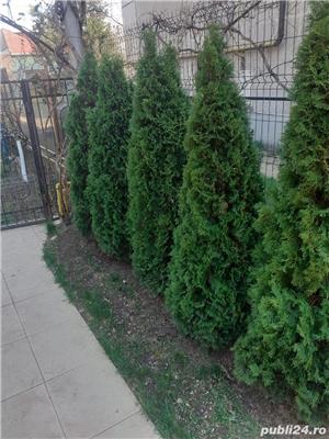 vind garduri vii ligustrum,hibiscus, buxus - imagine 2