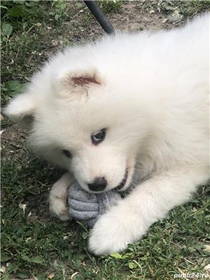 Vând samoyed - imagine 4 Vând samoyed - imagine 4
