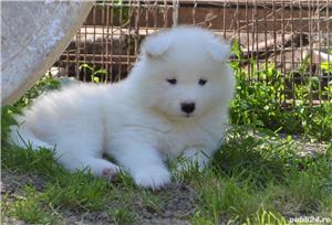 Vând samoyed