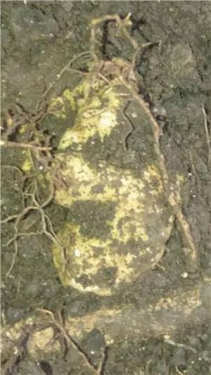 o730511123 femela  de lagotto romagnollo dresata la trufa alba si neagra