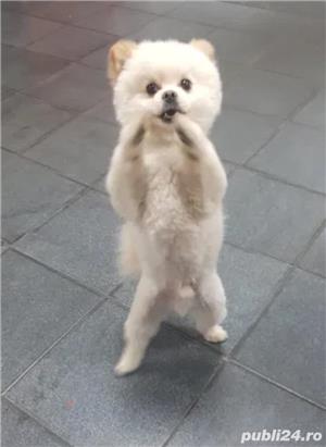 Ofer pentru montă pomeranian toy alb București - imagine 3