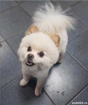 Ofer pentru montă pomeranian toy alb București - imagine 4