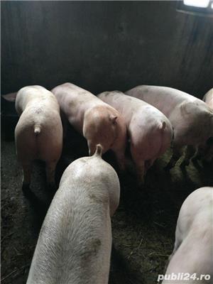 Vând porci 100-140Kg -180kg - imagine 5