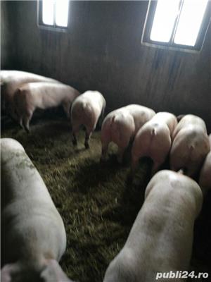 Vând porci 100-140Kg -180kg - imagine 2