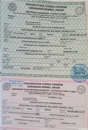 Ofer pentru montă pomeranian toy alb București - imagine 5