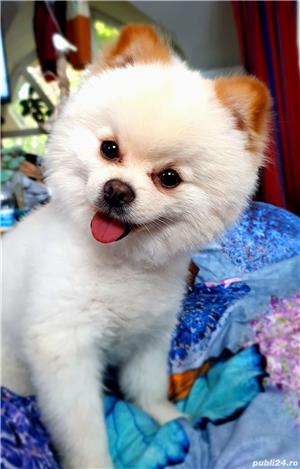 Ofer pentru montă pomeranian toy alb București