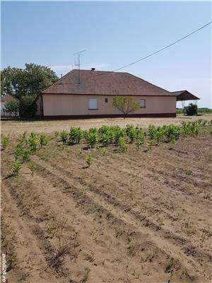 casa sau microferma fosta casa de vinuri si terenul aferent de 1,5 ha in ungaria - imagine 9