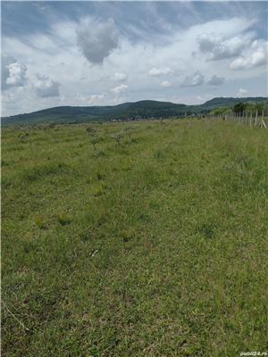 Vind 7,39 hectare compacte in sesul jelnei, Bistrita - imagine 7