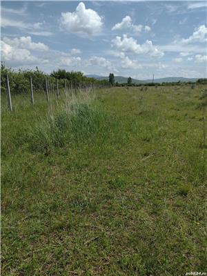 Vind 7,39 hectare compacte in sesul jelnei, Bistrita - imagine 9