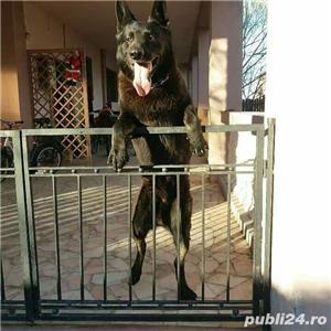 pensiune pentru câini  - imagine 3 pensiune pentru câini  - imagine 3