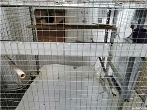 Voliera Colivie Dubla Mare Papagali - imagine 2