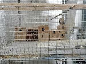 Voliera Colivie Dubla Mare Papagali - imagine 3