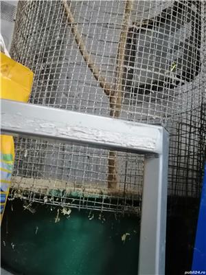 Cusca Colivie Sinsilla, veverite, papagali etcCusca Colivie Sinsilla, veverite, papagali etc - imagine 2