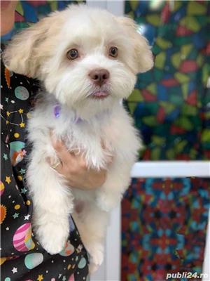 salon de frizerie canina si felina - imagine 9