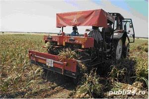 Utilaje recoltare / calibrare usturoi