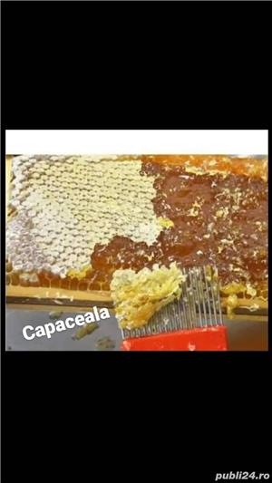 Miere rapita en gros sau la borcan - imagine 3