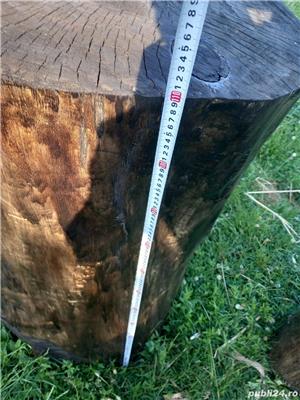 Trunchi de dud/nuc/cireș/vișin/măr/salcâm/păr/ulm - imagine 3