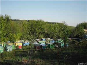 Apicultor cu experienta asigura consultanta apicola gratuita - imagine 2