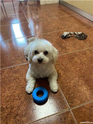 Bichon Maltez mascul 4 ani caut mireasa - imagine 4 Bichon Maltez mascul 4 ani caut mireasa - imagine 4