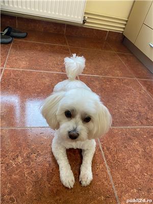 Bichon Maltez mascul 4 ani caut mireasa - imagine 5 Bichon Maltez mascul 4 ani caut mireasa - imagine 5