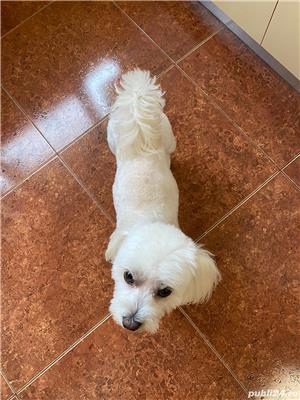 Bichon Maltez mascul 4 ani caut mireasa - imagine 6 Bichon Maltez mascul 4 ani caut mireasa - imagine 6