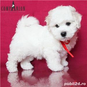 Bichon Frise, rasa hipoalergenica, albi, talie Toy - imagine 1