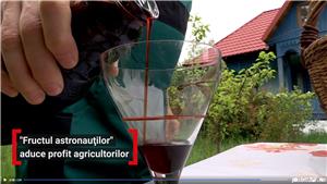 Sirop de Aronia - Plantatie jud. Gorj - imagine 3