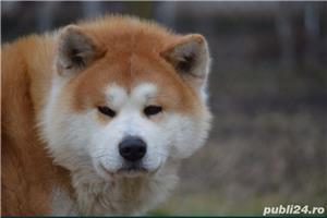  Akita Inu cu pedigree  - imagine 9