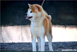  Akita Inu cu pedigree  - imagine 6