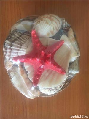 scoici si pietre ornament acvariu