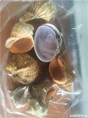 scoici si pietre ornament acvariu - imagine 2