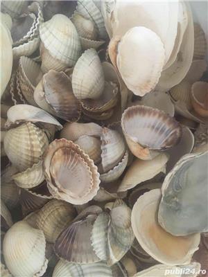 scoici si pietre ornament acvariu - imagine 3