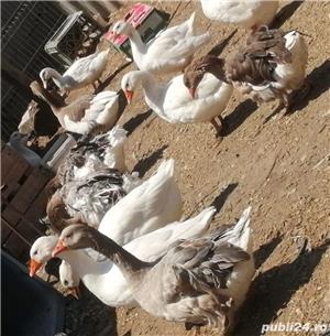 Gaste 2 familii - imagine 3